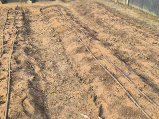 김성옥님의 고추 · 영농일지 작성글 사진