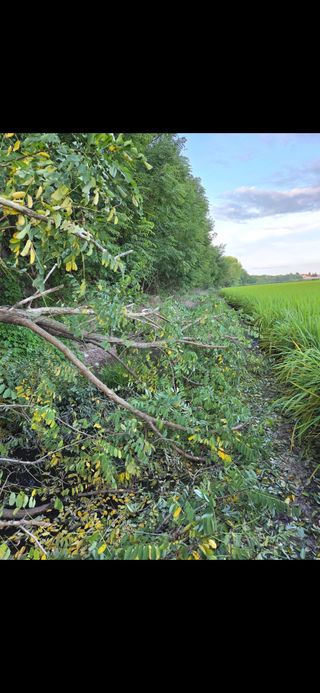 백현호님의 벼 · 영농일지 작성글 사진