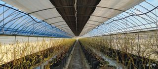 류근택님의 블루베리 · 영농일지 작성글 사진