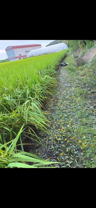 백현호님의 벼 · 영농일지 작성글 사진