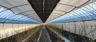 류근택님의 블루베리 · 영농일지 작성글 사진