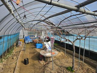 류대균님의 포도 · 영농일지 작성글 사진