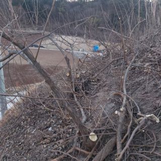 가로수님의 기타작물 · 영농일지 작성글 사진