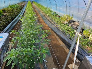 오이15712님의 고추 · 영농일지 작성글 사진