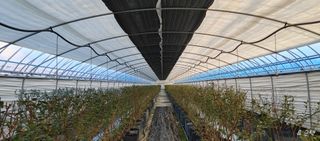 류근택님의 블루베리 · 영농일지 작성글 사진