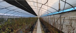 류근택님의 블루베리 · 영농일지 작성글 사진