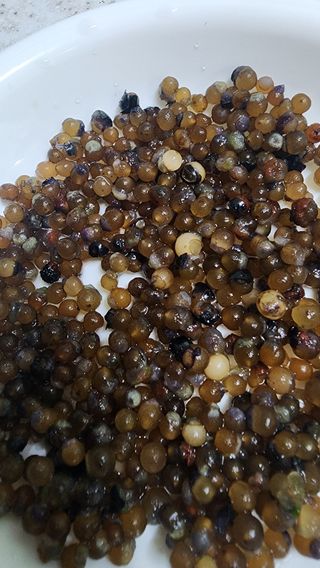 김선례님의 기타작물 · 영농일지 작성글 사진