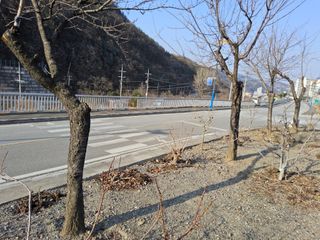 김용대님의 기타작물 · 영농일지 작성글 사진