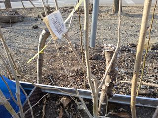 김용대님의 기타작물 · 영농일지 작성글 사진