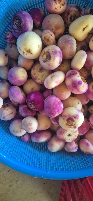 최월숙(왈순아지매)님의 기타작물 · 영농일지 작성글 사진