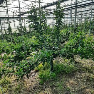 설용걸님의 귤 · 영농일지 작성글 사진