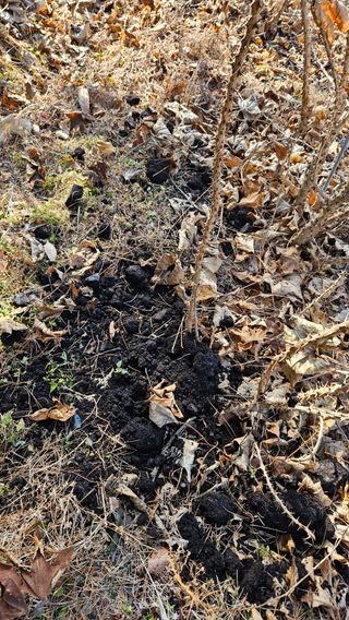 대봉농원 이경화님의 기타작물 · 영농일지 작성글 사진