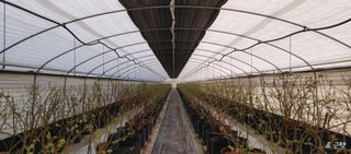 류근택님의 블루베리 · 영농일지 작성글 사진