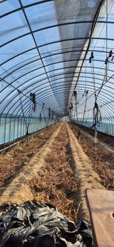 팜모닝 토마토·영농일지 게시글 이미지