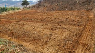 양석원님의 두릅 · 영농일지 작성글 사진