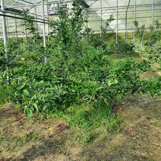 설용걸님의 귤 · 영농일지 작성글 사진