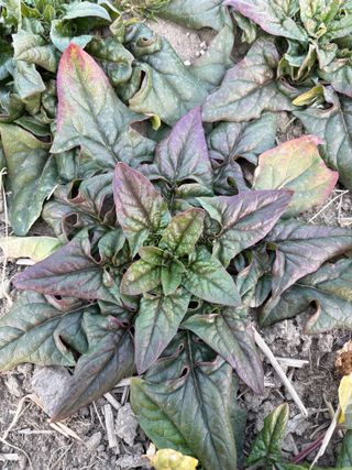 정의진님의 시금치 · 영농일지 작성글 사진