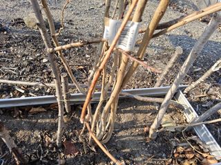 김용대님의 기타작물 · 영농일지 작성글 사진