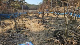 대봉농원 이경화님의 기타작물 · 영농일지 작성글 사진