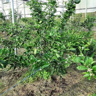 설용걸님의 귤 · 영농일지 작성글 사진