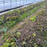 팜모닝 상추·영농일지 게시글 이미지