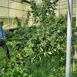 설용걸님의 귤 · 영농일지 작성글 사진