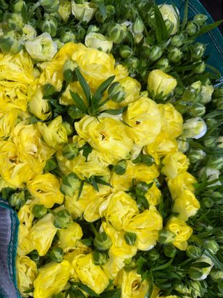 곰근이네흙밭님의 상추 · 영농일지 작성글 사진