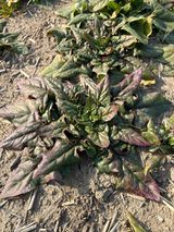 팜모닝 시금치·영농일지 게시글 이미지