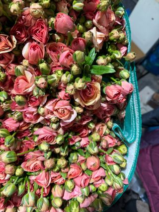 곰근이네흙밭님의 상추 · 영농일지 작성글 사진