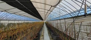 류근택님의 블루베리 · 영농일지 작성글 사진