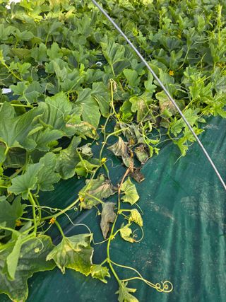 님의 기타작물 · 영농일지 작성글 사진