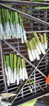 팜모닝 귤·영농일지 게시글 이미지