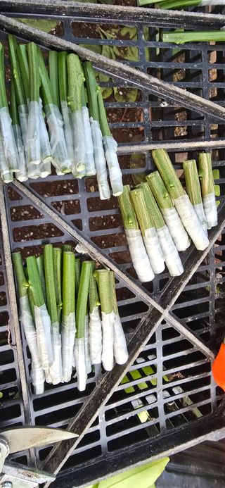 진촌다육묘목농원님의 작성글 사진