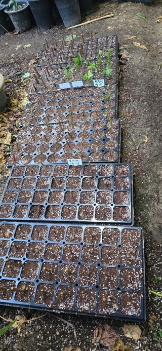 진촌다육묘목농원님의 귤 · 영농일지 작성글 사진