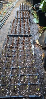 진촌다육묘목농원님의 작성글 사진