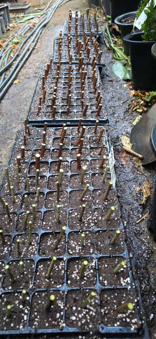 진촌다육묘목농원님의 귤 · 영농일지 작성글 사진