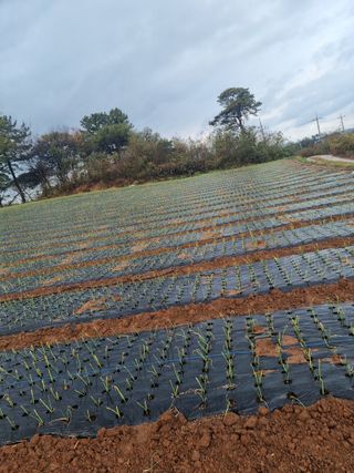 고바우님의 양파 · 영농일지 작성글 사진