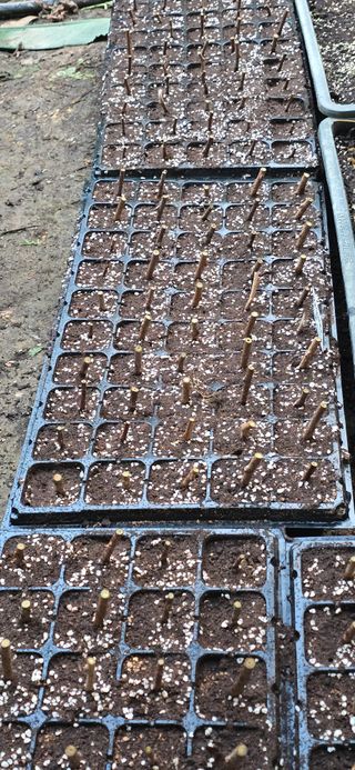 진촌다육묘목농원님의 귤 · 영농일지 작성글 사진