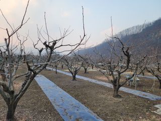 대운농원님의 기타작물 · 영농일지 작성글 사진