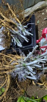 진촌다육묘목농원님의 작성글 사진