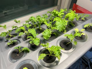 정종배님의 기타작물 · 영농일지 작성글 사진