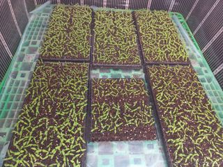 박린님의 고추 · 영농일지 작성글 사진