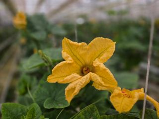 늘햇살팜 님의 기타작물 · 영농일지 작성글 사진