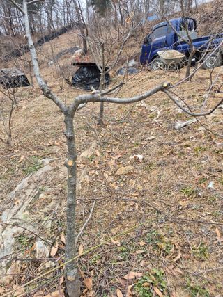 호랑이별님의 기타작물 · 영농일지 작성글 사진