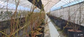 류근택님의 블루베리 · 영농일지 작성글 사진