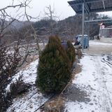 팜모닝 기타작물·영농일지 게시글 이미지