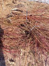 팜모닝 복숭아·영농일지 게시글 이미지