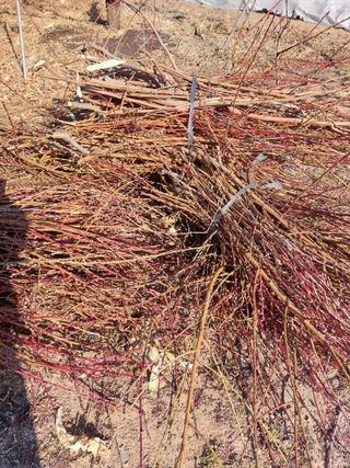 채대균님의 복숭아 · 영농일지 작성글 사진