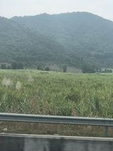 팜모닝 기타작물·영농일지 게시글 이미지