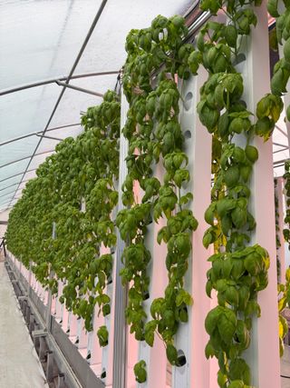 김정열님의 기타작물 · 영농일지 작성글 사진